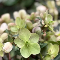 Marianne Frederiksen